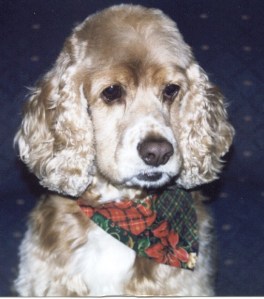 My_Sadie_Dog_-_8_years_old 1