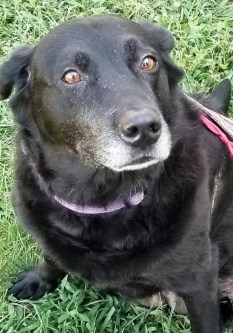 Daisy Nowak 20180918_172824.jpg